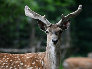 Zoo Olomouc rozšiřuje chov mimořádně vzácného daňka mezopotámského