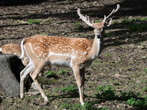 Zoo Olomouc rozšiřuje chov mimořádně vzácného daňka mezopotámského