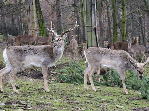 Zoo Olomouc rozšiřuje chov mimořádně vzácného daňka mezopotámského