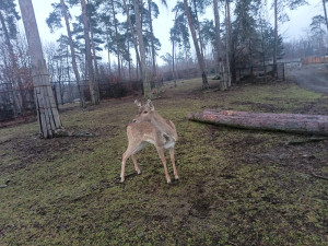 Zoo Olomouc rozšiřuje chov mimořádně vzácného daňka mezopotámského