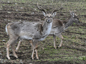 Zoo Olomouc rozšiřuje chov mimořádně vzácného daňka mezopotámského