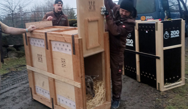 Zoo Olomouc rozšiřuje chov mimořádně vzácného daňka mezopotámského