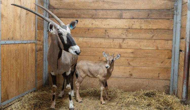 Olomoucká zoo si připisuje další úspěch. Tentokrát za narozené oryxe