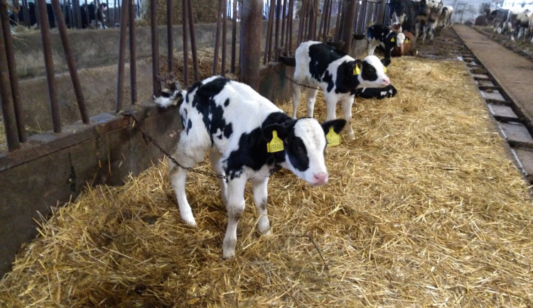 VIDEO: Výkaly, uvázaná telata, krvavé rány. Aktivisté upozornili na týraný skot na Jihlavsku, veterináři podají trestní oznámení