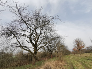 Vzácný sad u Šternberka nezůstane bez péče. Na práci zesnulého ekologa navazují jeho blízcí