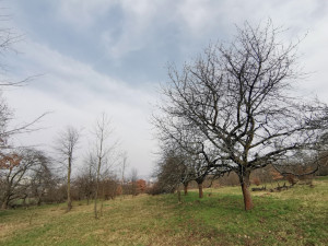 Vzácný sad u Šternberka nezůstane bez péče. Na práci zesnulého ekologa navazují jeho blízcí
