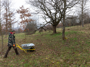 Michal Přecechtěl pokračuje v práci svého zesnulého kamaráda a věnuje se udržování starého sadu u Šternberku