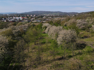 Vzácný sad u Šternberka nezůstane bez péče. Na práci zesnulého ekologa navazují jeho blízcí