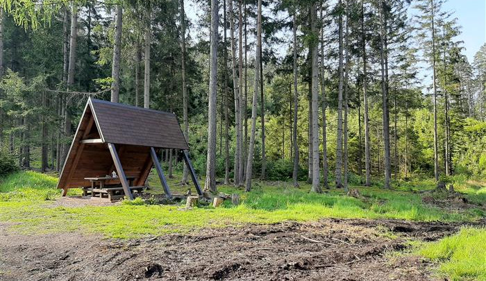 Lesy města Rokycany vloni vysadily rekordní počet stromů. Lesníci poprvé využili satelitní snímání kůrovce