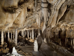 Netopýři v Javoříčských jeskyních se budou „probouzet“. Je jich tam více než šest tisíc