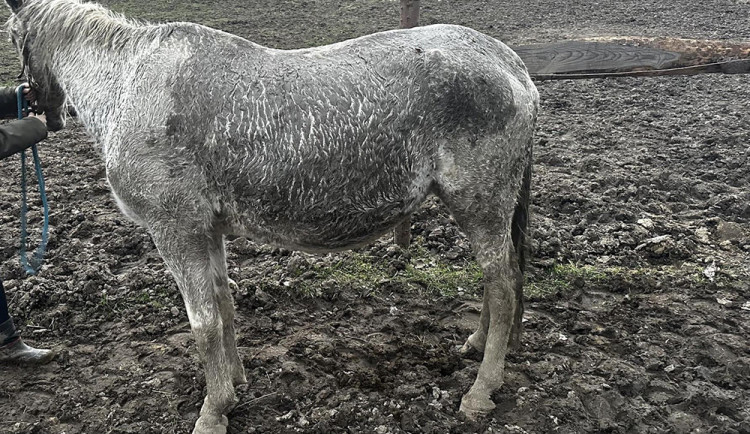 VIDEO: Podvýživa i utrpení v bahně. Chovatelce ze Šumperska odebrali dvacet koní