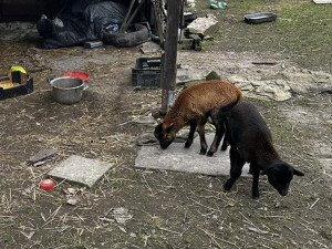 Pokálené obydlí, paraziti a nedostatek krmiva. Inspektoři objevili na Litovelsku zubožené psy a ovce