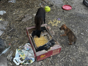 Pokálené obydlí, paraziti a nedostatek krmiva. Inspektoři objevili na Litovelsku zubožené psy a ovce