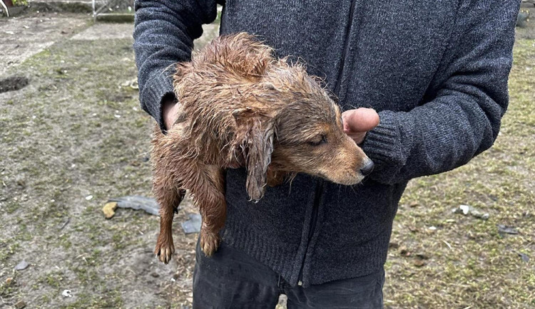 Pokálené obydlí, paraziti a nedostatek krmiva. Inspektoři objevili na Litovelsku zubožené psy a ovce