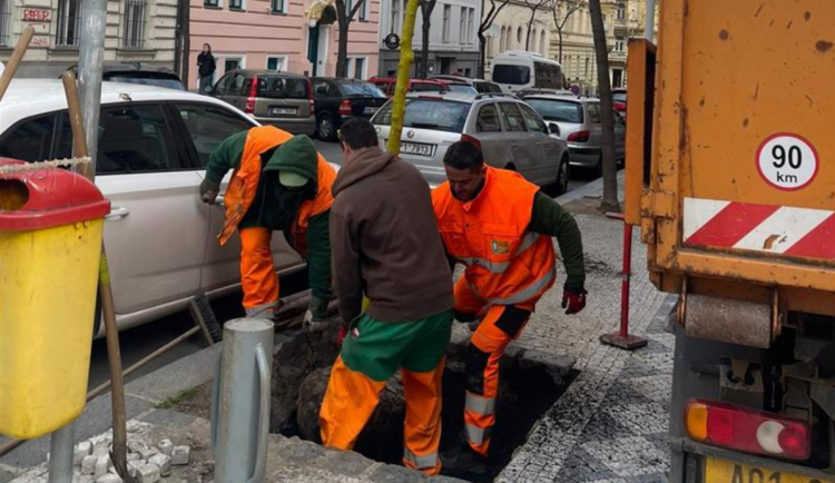 Praha 2 vysází nové stromy. Nejvíce jich přibude v ulici Korunní