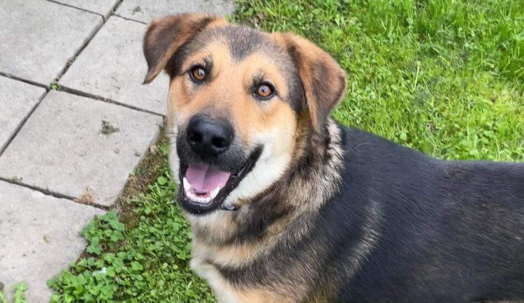 HLEDÁME PÁNÍČKA: