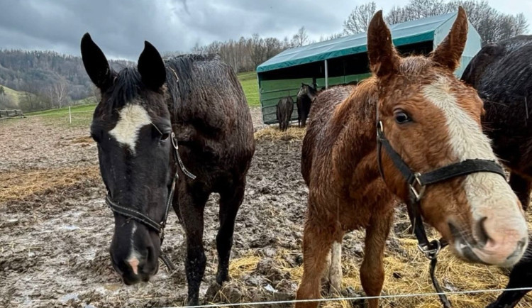 Úřady nechtějí vydat zubožené koně ze Šumperska. Nová majitelka pro ně má stáje a náležité zázemí