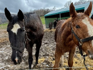 Úřady nechtějí vydat zubožené koně ze Šumperska. Nová majitelka pro ně má stáje a náležité zázemí