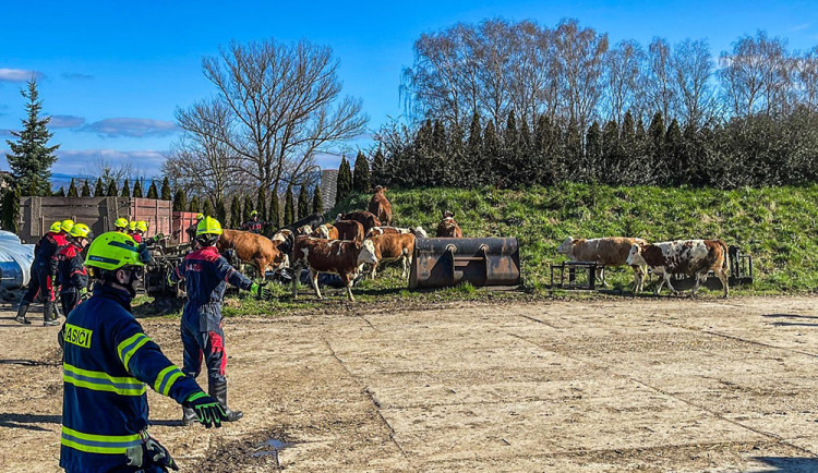 VIDEO: Jak dostat stádo do bezpečí. Hasiči na Šumpersku trénovali s krávami