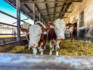 Hasiči na Šumpersku nacvičovali manipulaci s hospodářskými zvířaty