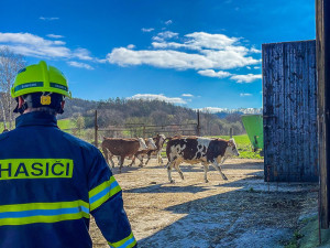 Hasiči na Šumpersku nacvičovali manipulaci s hospodářskými zvířaty