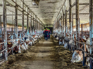 Hasiči na Šumpersku nacvičovali manipulaci s hospodářskými zvířaty