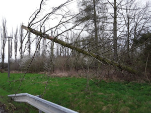 Silný vítr lámal v Olomouckém kraji stromy. Padaly na elektrické dráty, koleje a v Bystrovanech ohrožovaly dům