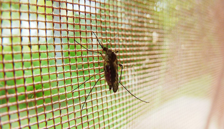 Město nechalo zlikvidovat komáří larvy v Černovíru. Množí se i stížnosti na potkany