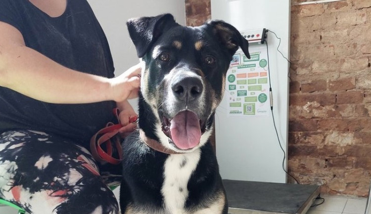 HLEDÁME PÁNÍČKA: Ken, Penny a Majky z javornického útulku hledají aktivní majitele