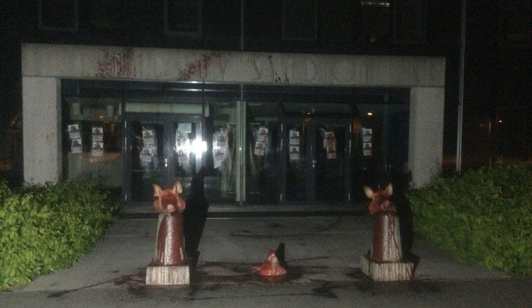 Prasečí hlavy měl před fotbalový stadion Sigmy rozmístit mladý cizinec, policie ho zadržela