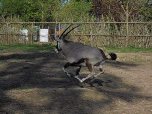 Olomoucká zoo již vypustila do výběhu stádo oryxů. Patří k nejúspěšnějším chovatelů v Evropě