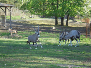 Olomoucká zoo již vypustila do výběhu stádo oryxů. Patří k nejúspěšnějším chovatelů v Evropě