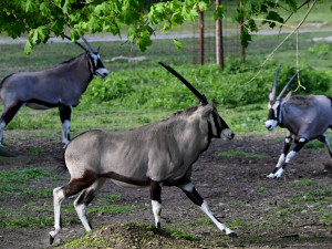 Olomoucká zoo již vypustila do výběhu stádo oryxů. Patří k nejúspěšnějším chovatelů v Evropě