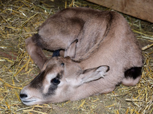 Olomoucká zoo již vypustila do výběhu stádo oryxů. Patří k nejúspěšnějším chovatelů v Evropě