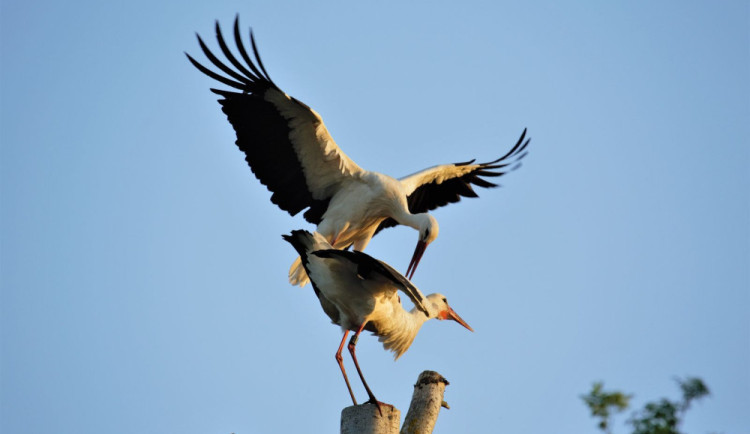 size3-17131759325473-239-zapojte-se-do-sledovani-a-scitani-capu-na-jejich-hnizdech-napric-ceskem