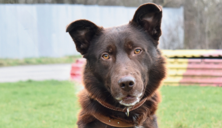 HLEDÁME PÁNÍČKA: Jago, Nuget a Bruno z Olomouce čekají na nový domov. Zaslouží si ho