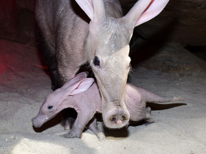 Zázrak se podařil. Olomoucké zoo se podařilo odchovat mládě velmi vzácného hrabáče