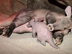 Zázrak se podařil. Olomoucké zoo se podařilo odchovat mládě velmi vzácného hrabáče