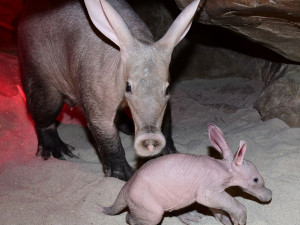 Zázrak se podařil. Olomoucké zoo se podařilo odchovat mládě velmi vzácného hrabáče