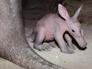 Zázrak se podařil. Olomoucké zoo se podařilo odchovat mládě velmi vzácného hrabáče