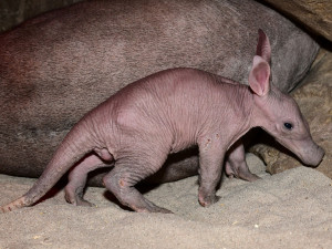 Zázrak se podařil. Olomoucké zoo se podařilo odchovat mládě velmi vzácného hrabáče