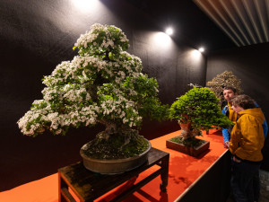 FOTOGALERIE: Vesmírná hlavní expozice i zahradnické trhy. Začala jarní Flora Olomouc