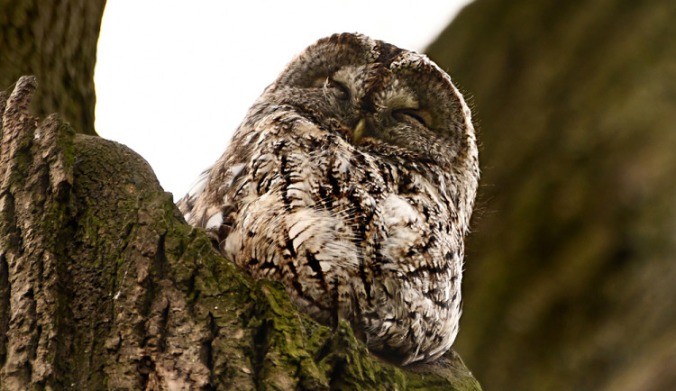 Puštík obecný - ilustrační foto