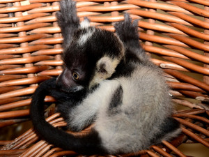 Lemuři z olomoucké zoo mají trojčata. Dvěma roztomilým samečkům a samičce se daří výborně