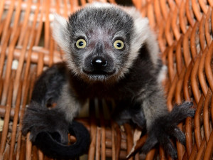 Lemuři z olomoucké zoo mají trojčata. Dvěma roztomilým samečkům a samičce se daří výborně
