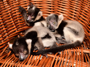 Lemuři z olomoucké zoo mají trojčata. Dvěma roztomilým samečkům a samičce se daří výborně