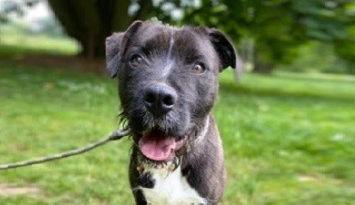 HLEDÁME PÁNÍČKA: Wilík, Spiritek a Lordík z Čech pod Kosířem jsou opuštění pejsci s dobrou povahou