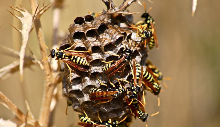 size3-17149835573875-103-co-delat-s-vosami-nebo-srsni-na-vlastnim-pozemku-hasici-radi-volat-odborniky