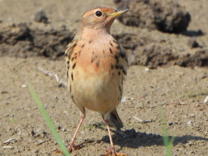 linduska rudokrka foto J.Safranek