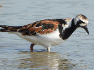 VIDEO: Ptáci z Arktidy se objevili na Přerovsku. Ornitologové pozorovali hejno osmi kamenáčků pestrých